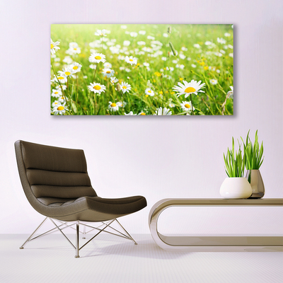 Glasbilder Wiese Gänseblümchen Natur