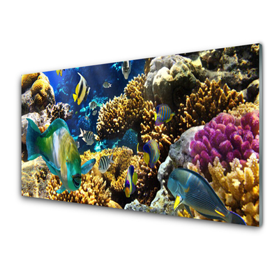 Glasbilder Korallenriff Natur