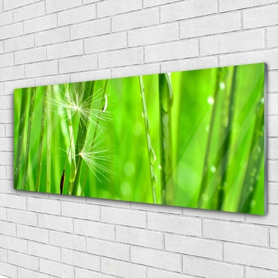 Glasbilder Gras Pflanzen
