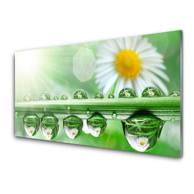 Glasbilder Tau Blatt Gänseblümchen Natur