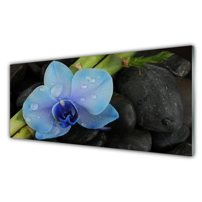 Glasbilder Blume Steine Pflanzen