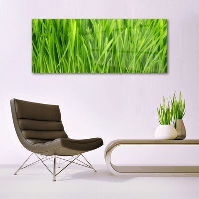 Glasbilder Gras Pflanzen