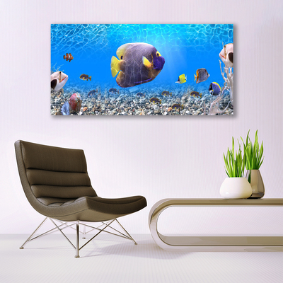 Glasbilder Fische Natur