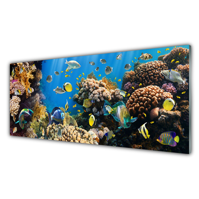 Glasbilder Korallenriff Natur