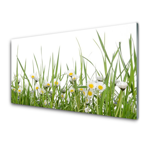 Glasbilder Gras Gänseblümchen Natur