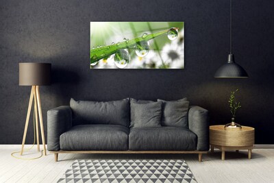 Druck auf Glas Gras Tautropfen Natur