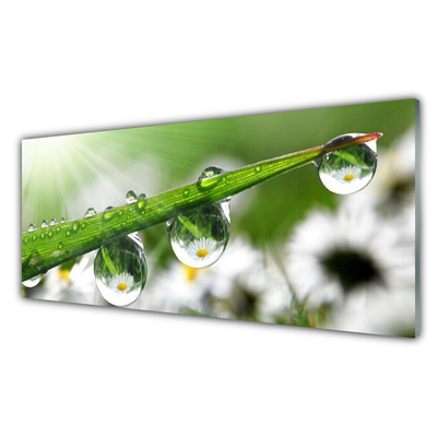 Druck auf Glas Gras Tautropfen Natur