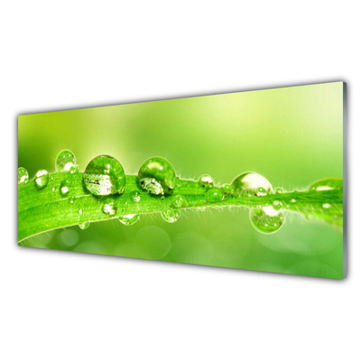 Druck auf Glas Blatt Tautropfen Pflanzen