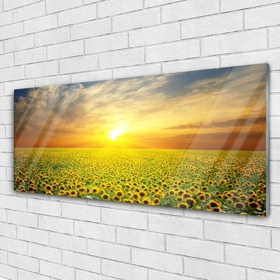 Druck auf Glas Sonne Wiese Sonnenblumen Natur