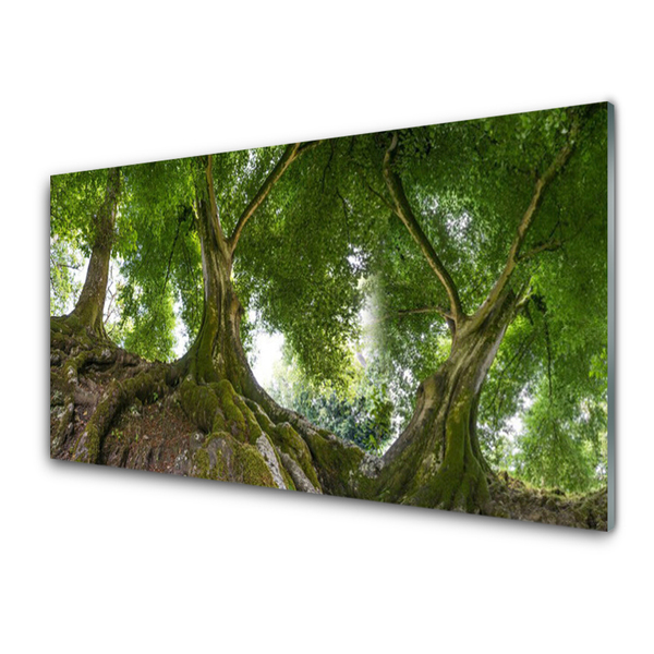Druck auf Glas Bäume Natur
