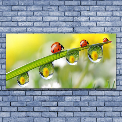 Druck auf Glas Blatt Marienkäfer Tautropfen Natur