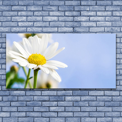 Druck auf Glas Gänseblümchen Pflanzen