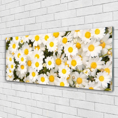Druck auf Glas Gänseblümchen Pflanzen