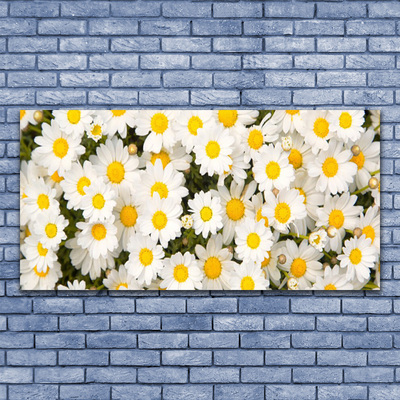 Druck auf Glas Gänseblümchen Pflanzen