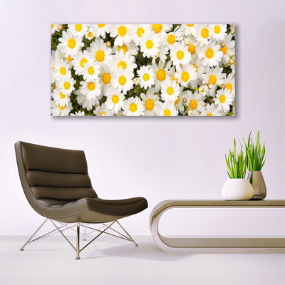 Druck auf Glas Gänseblümchen Pflanzen