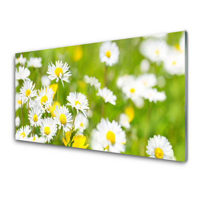 Druck auf Glas Gänseblümchen Pflanzen