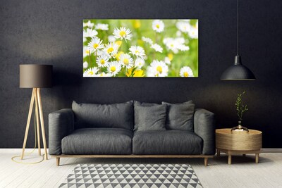 Druck auf Glas Gänseblümchen Pflanzen