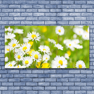Druck auf Glas Gänseblümchen Pflanzen