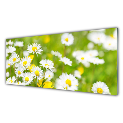 Druck auf Glas Gänseblümchen Pflanzen