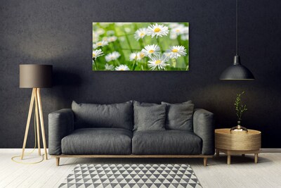 Druck auf Glas Gänseblümchen Pflanzen