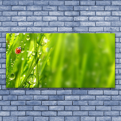 Druck auf Glas Gras Marienkäfer Natur