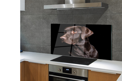 Küchenrückwand spritzschutz Brauner hund