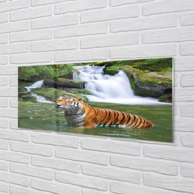 Küchenrückwand spritzschutz Fallendem wasser tiger