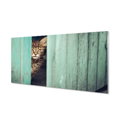 Küchenrückwand spritzschutz Katze zaglądający