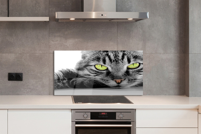 Küchenrückwand spritzschutz Grau-schwarze katze