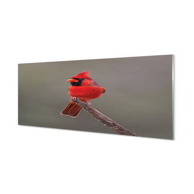 Küchenrückwand spritzschutz Red papagei auf einem zweig