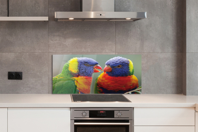 Küchenrückwand spritzschutz Bunter papagei
