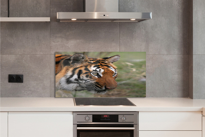 Küchenrückwand spritzschutz Tiger woods