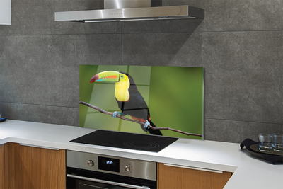 Küchenrückwand spritzschutz Papagei auf einem zweig gefärbt