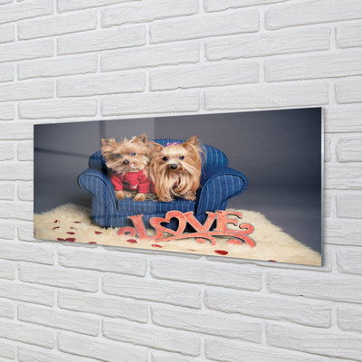 Küchenrückwand spritzschutz Yorkie