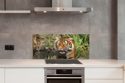 Küchenrückwand spritzschutz Tiger woods