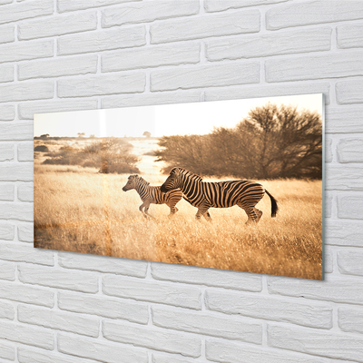 Küchenrückwand spritzschutz Zebra sonnenuntergang feld