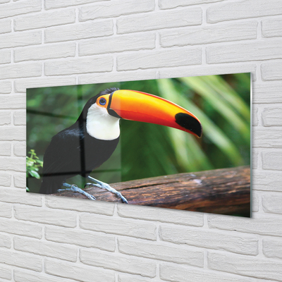 Küchenrückwand spritzschutz Toucan auf einem ast