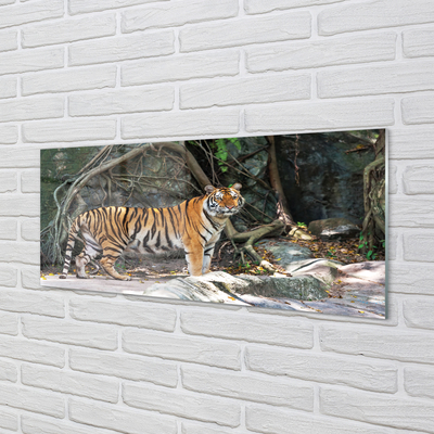 Küchenrückwand spritzschutz Tiger dschungel