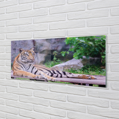 Küchenrückwand spritzschutz Tiger in einem zoo