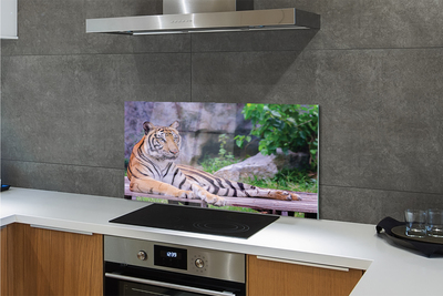 Küchenrückwand spritzschutz Tiger in einem zoo
