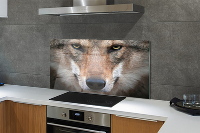 Küchenrückwand spritzschutz Wolf augen