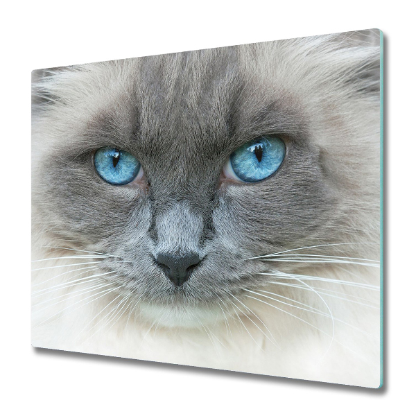 Glas Herdabdeckplatte Katze Blaue Augen