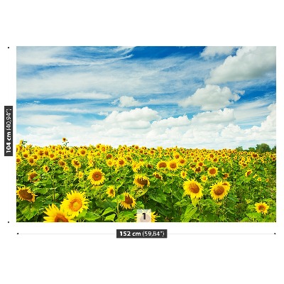 Fototapete Ein feld von sonnenblumen