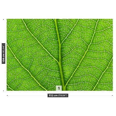 Motivtapete Grünes blatt