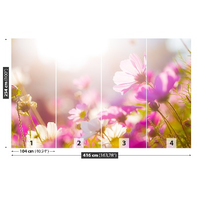 Bildtapete Gänseblümchen blumen
