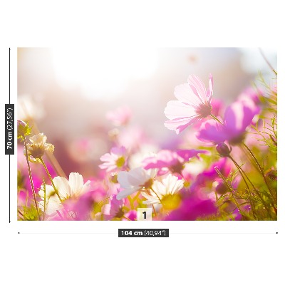 Bildtapete Gänseblümchen blumen