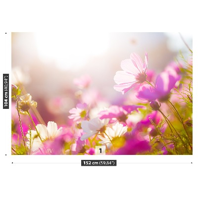 Bildtapete Gänseblümchen blumen