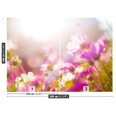 Bildtapete Gänseblümchen blumen