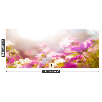 Bildtapete Gänseblümchen blumen