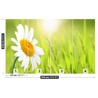 Bildtapete Gänseblümchen